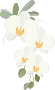 Phalaenopsis Orchid Flower